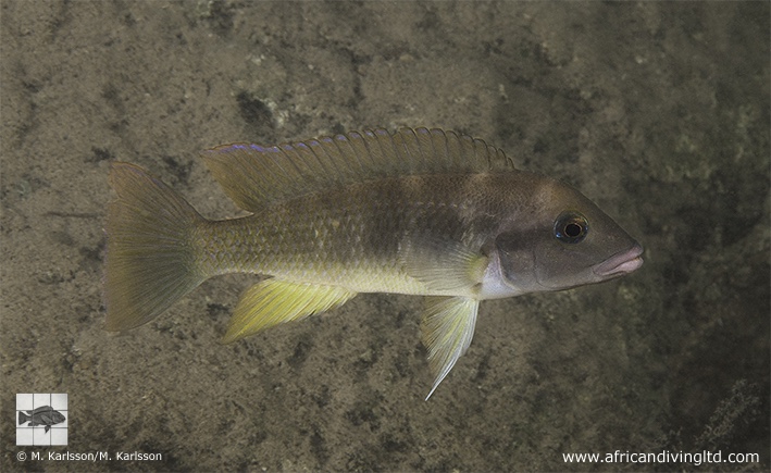 Neolamprologus mondabu 'Moyobozi'